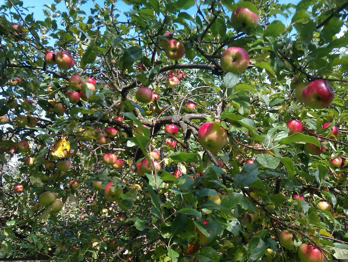 Apple Tree Apartment ซาเกร็บ ภายนอก รูปภาพ